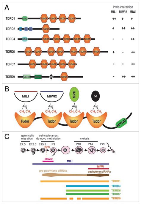 tudor's protein family